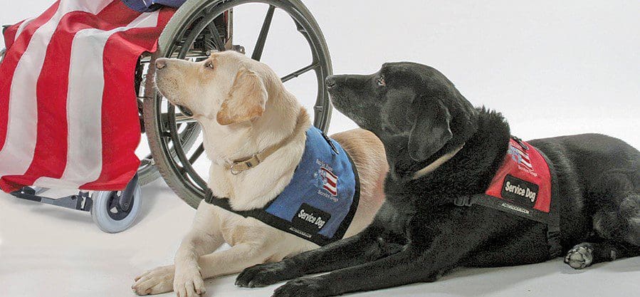 Two service dogs beside a wheelchair.