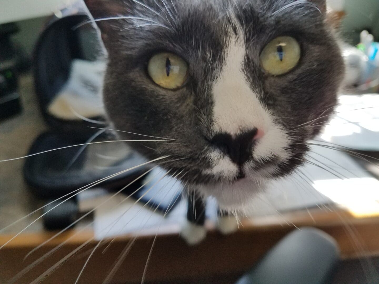Leo