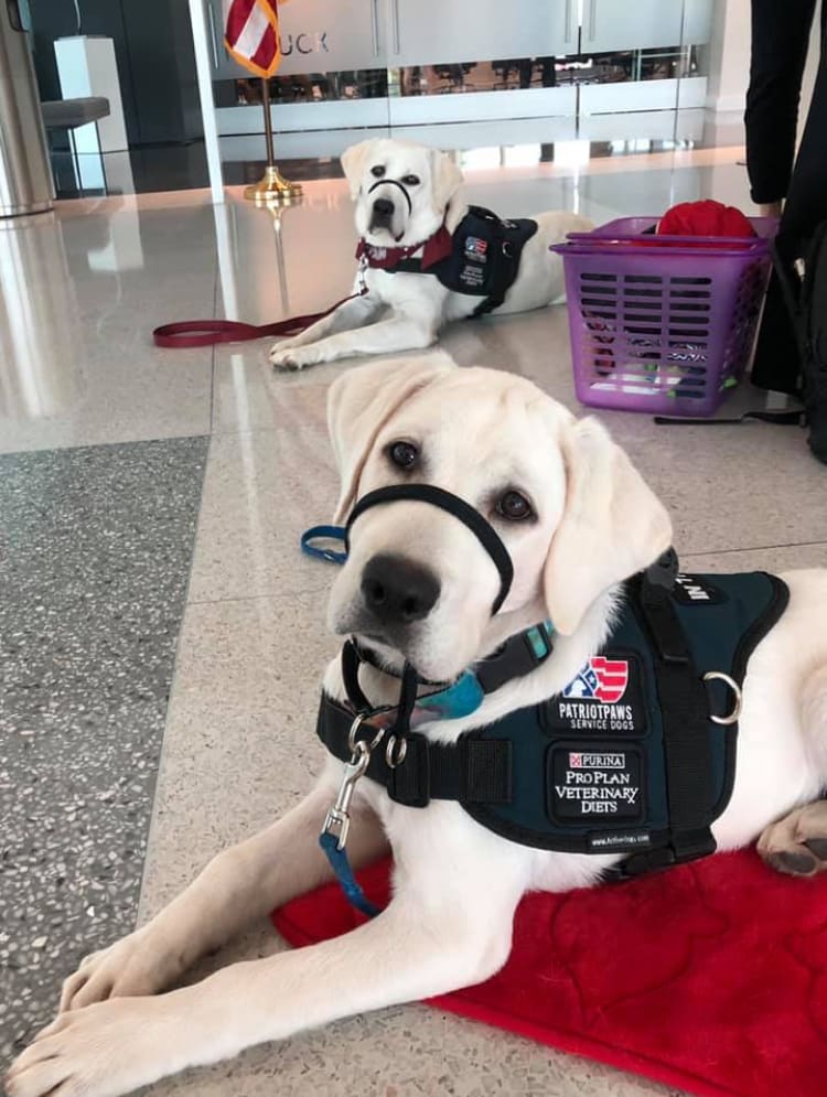 A dog with a harness on sitting in front of another dog.