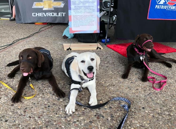 A dog is standing between two other dogs.