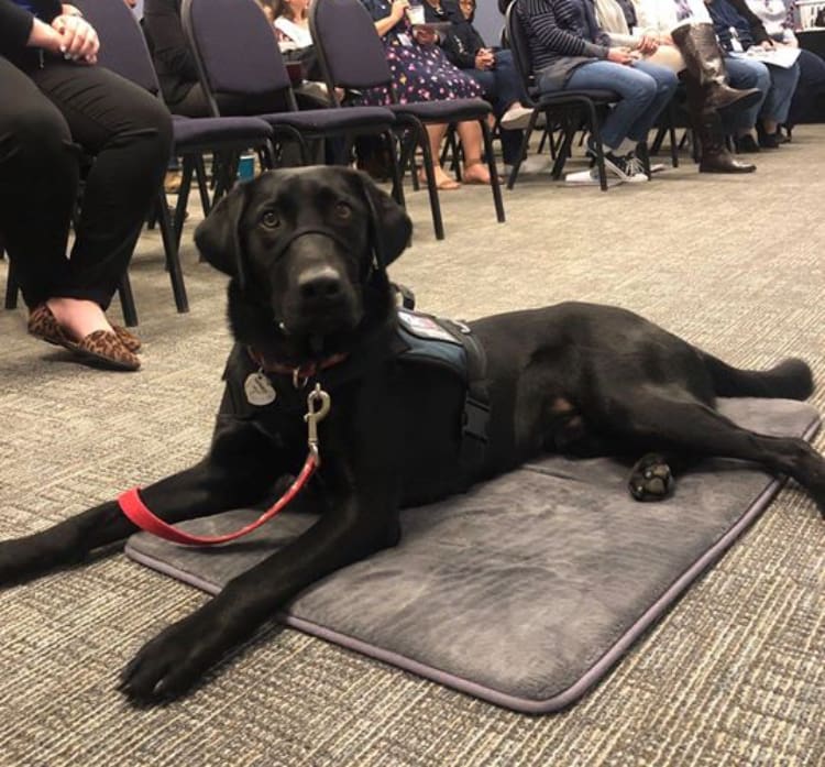 A black dog laying on the floor in front of people.