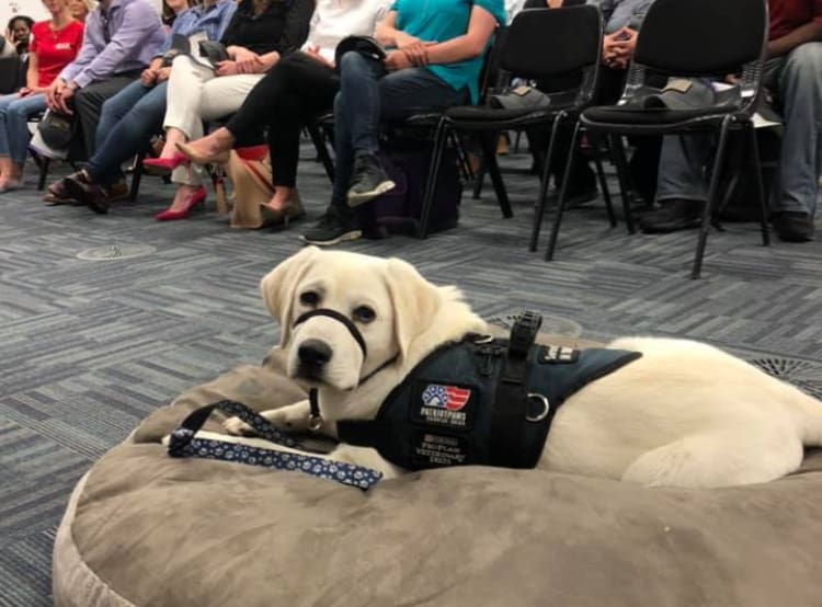 A dog is laying on the floor in front of people.