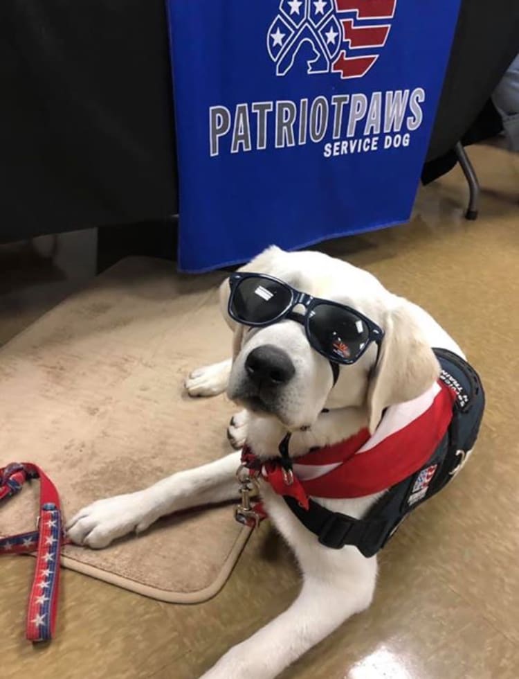 A dog wearing sunglasses and sitting on the floor.