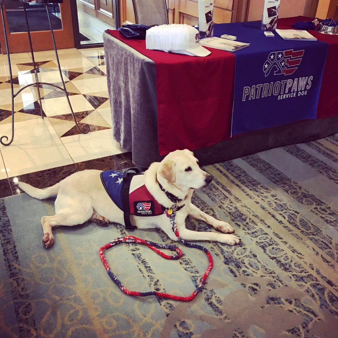 A dog laying on the ground with a leash in front of it.