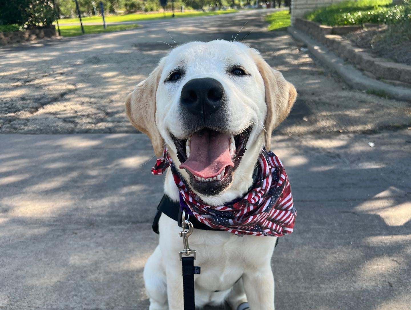 A dog with a bandana on sitting in the street.
