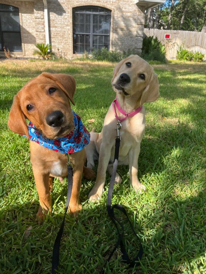 Two dogs standing in the grass next to each other.