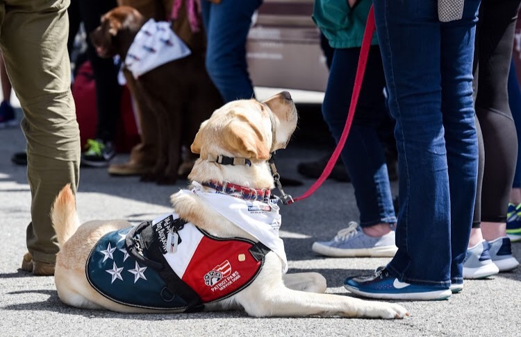 A dog sitting on the ground wearing an american flag shirt.