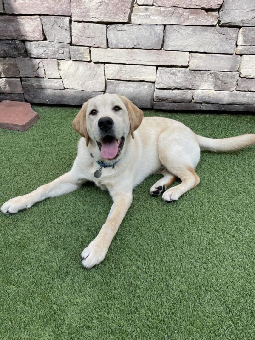A dog laying on the grass with its mouth open.