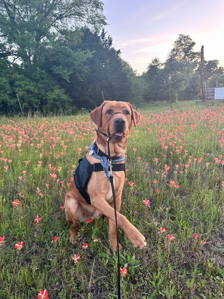 A dog sitting in the grass with its head on a leash.