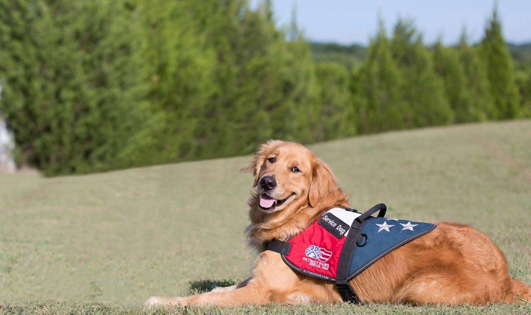 A dog wearing a life vest laying in the grass.