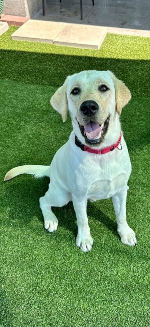 A dog sitting on top of grass with its mouth open.