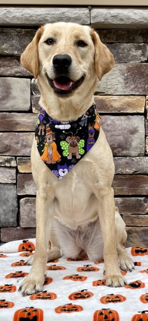 A dog wearing a bandana with butterflies on it.