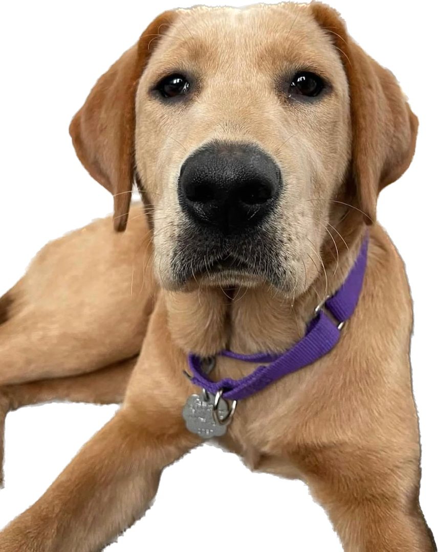 A dog with a purple collar and tag.