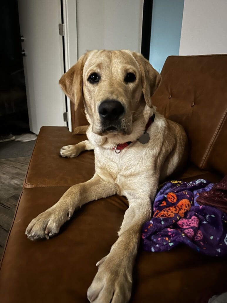 A golden retriever dog sitting on a couch.
