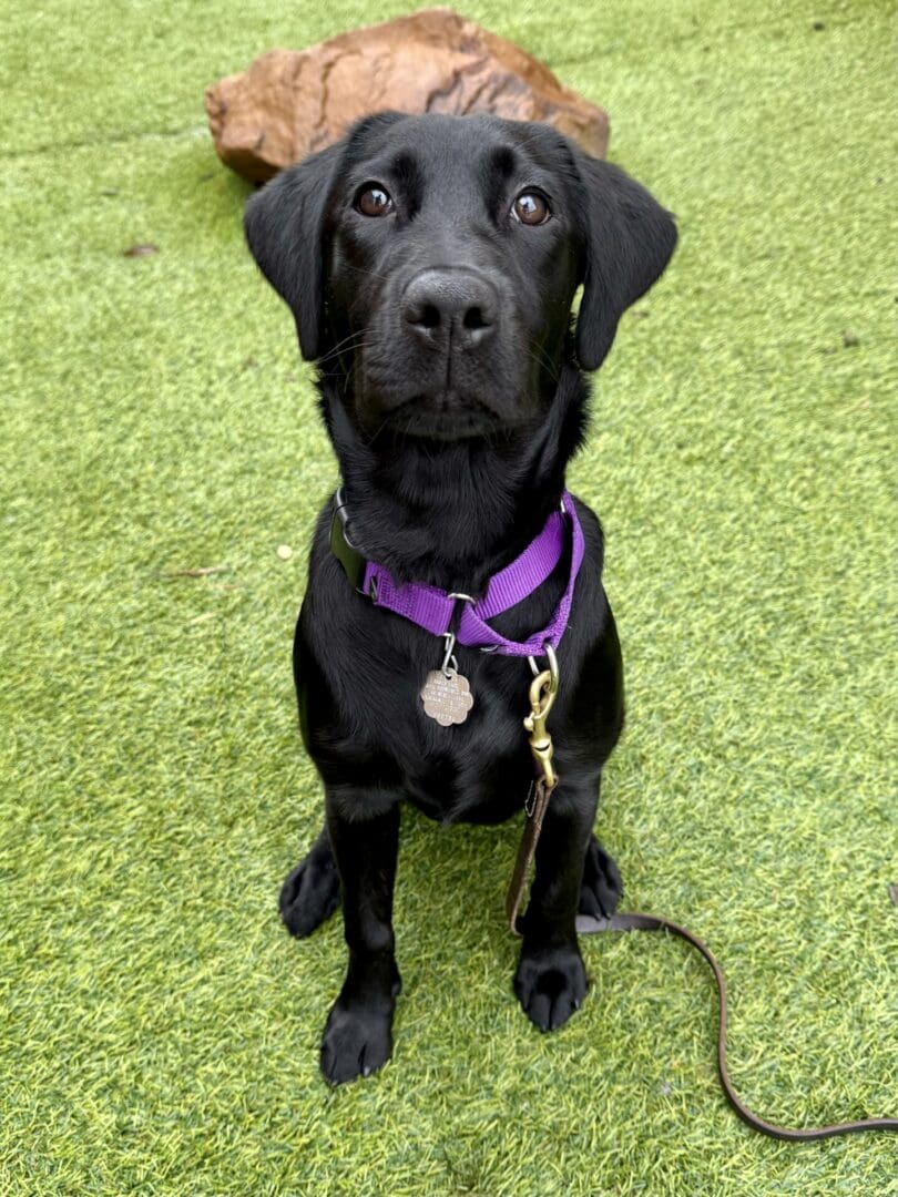 Black Labrador puppy sitting outdoors.