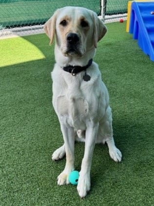 Cream-colored Labrador Retriever with ball.