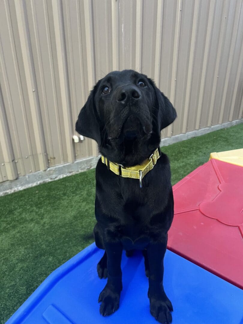 Black Labrador puppy sitting, looking up.